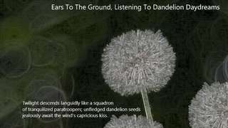 Ears To The Ground, Listening To Dandelion Daydreams