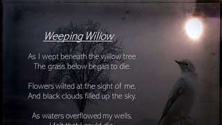 Weeping Willow