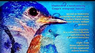 ~bluebirds of a sunshowering Congo