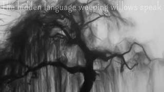 The hidden language weeping willows speak 