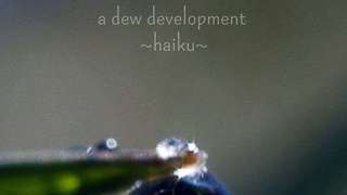 a dew development (haiku) 